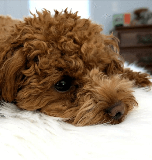 Love More Vets pet vaccinations review