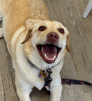 Anxious dog testimonial